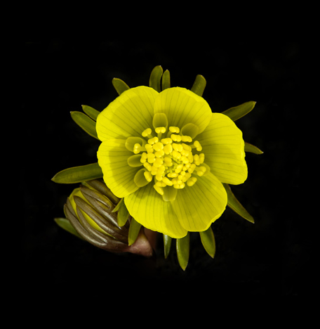 Winter aconite Eranthis hyemalis flower and bud